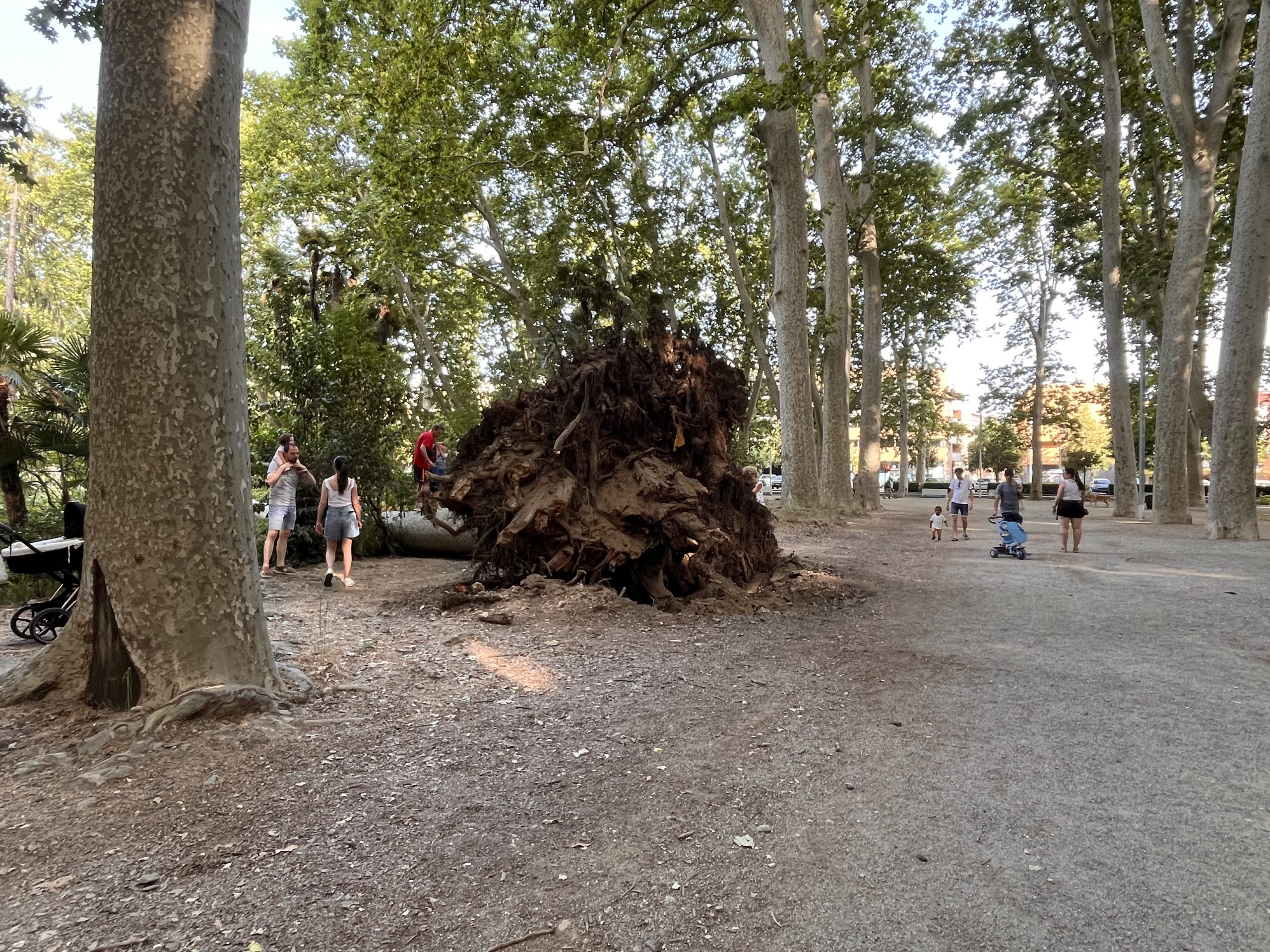 Arbres caiguts